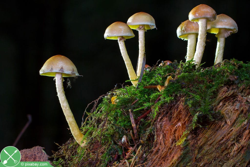 Echtes Stockschwämmchen - Kuehneromyces mutabilis