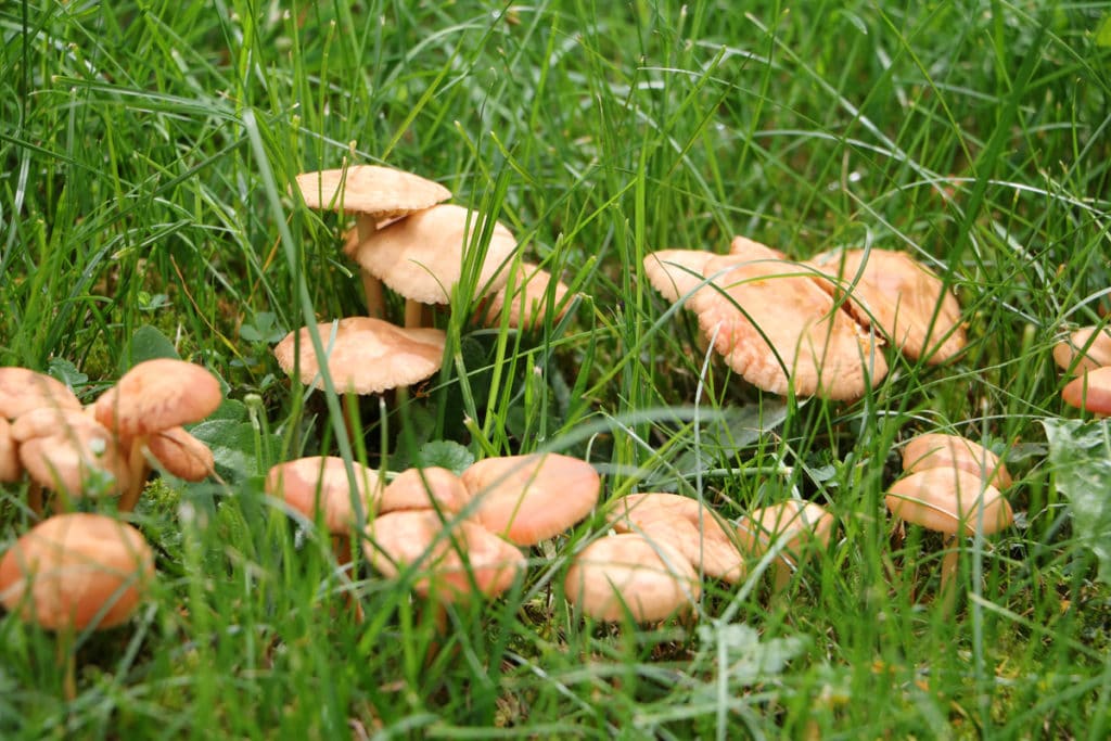 Feldschwindling - Nelkenschwingling - Marasmius oreades - Feenring