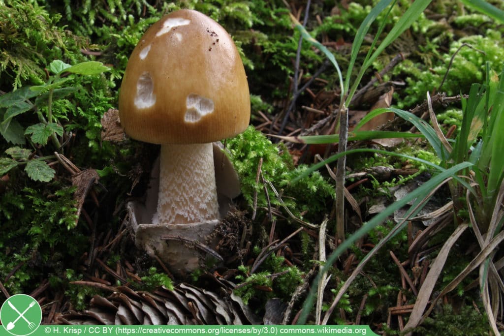 Fuchsiger Scheidenstreifling (Amanita fulva)