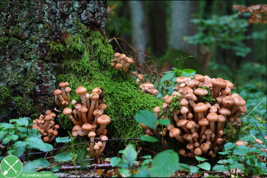 Gemeiner Hallimasch - Armillaria mellea