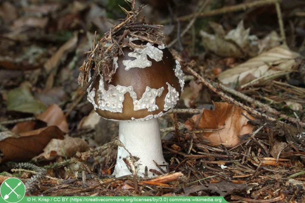 Grauer Wulstling - Amanita excelsa