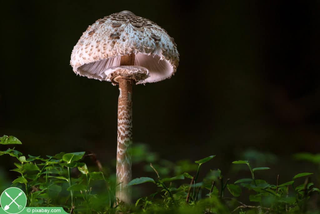 Großer Riesenschirmling - Parasolpilz - Macrolepiota procera