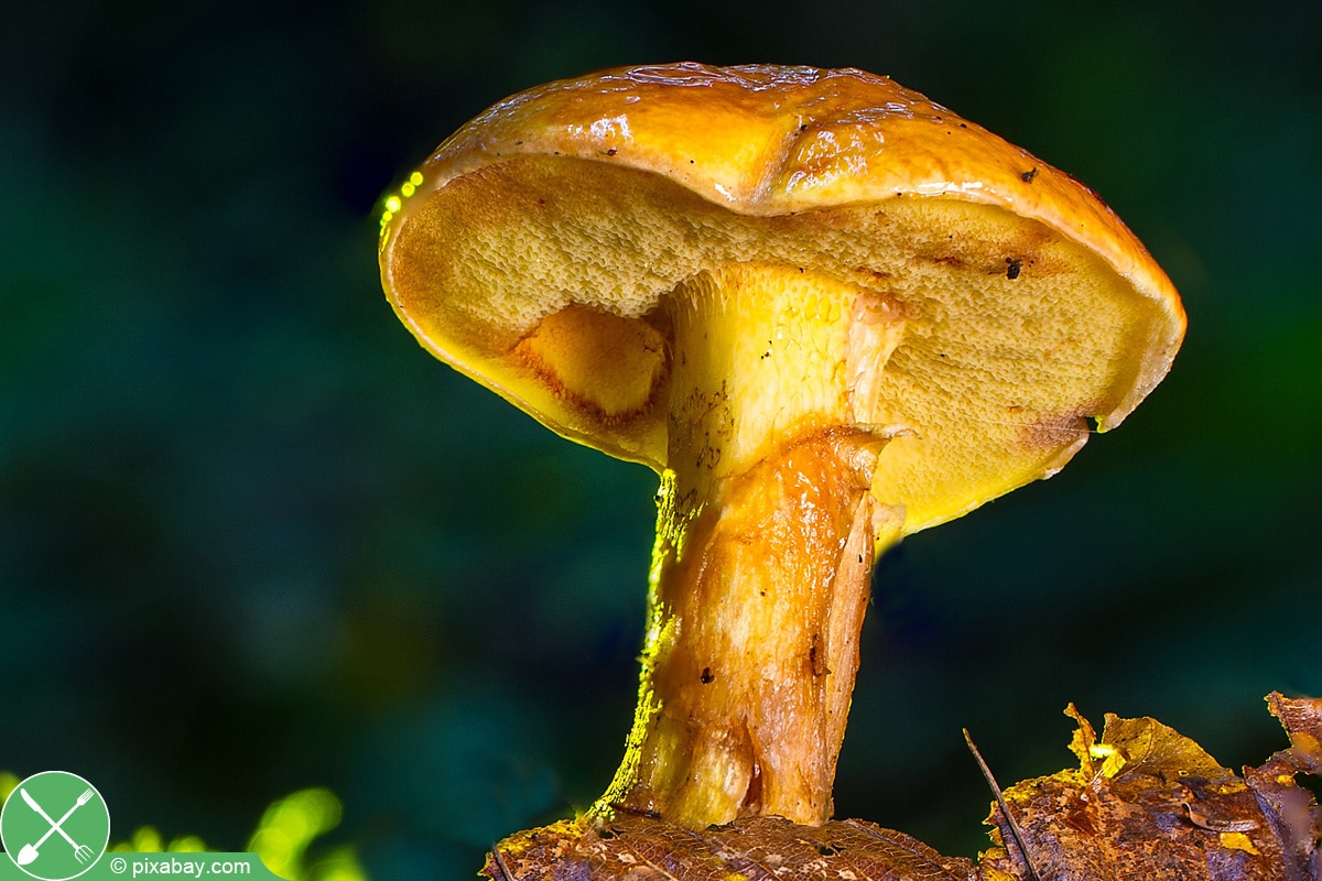 Essbare Pilze sammeln 30 heimische Speisepilze