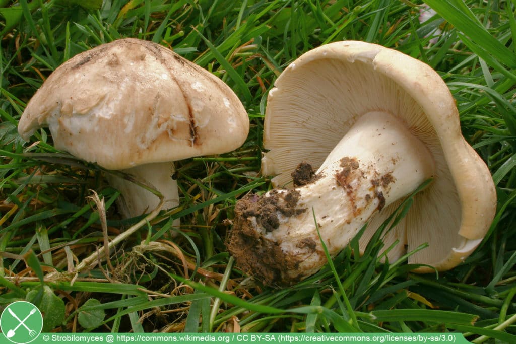 Maipilz - Calocybe gambosa