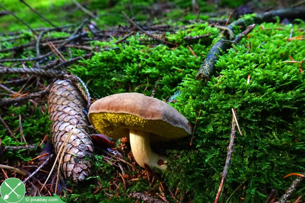 Maronenröhrling - Imleria badia - Boletus badius - Xerocomus badius