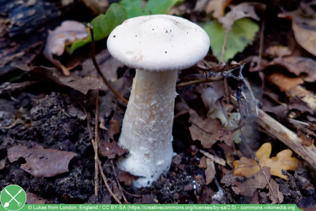 Mönchskopf - Clitocybe geotropa