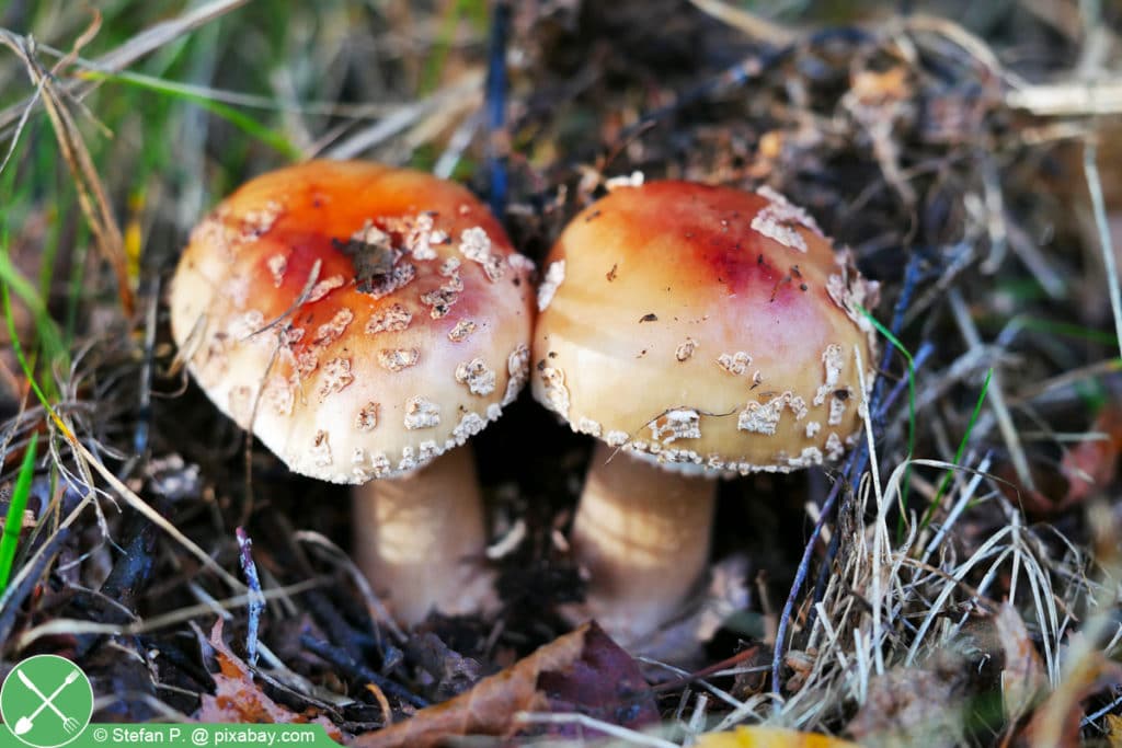 Perlpilz - Amanita rubescens