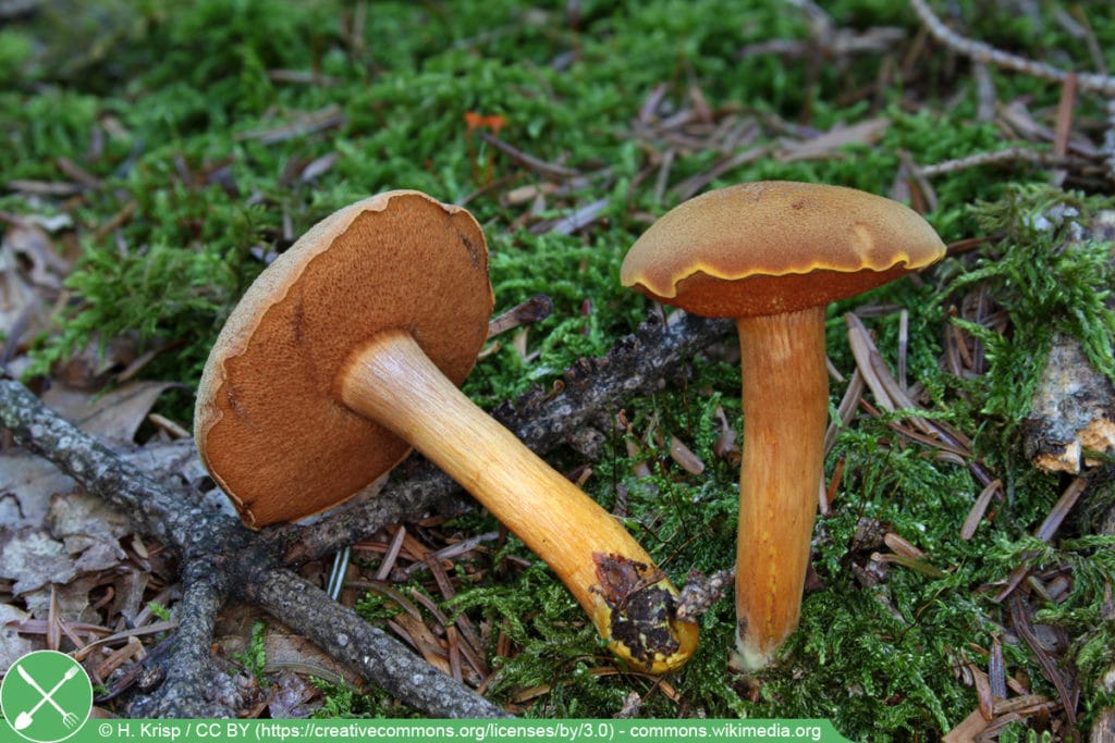 Pfefferröhrling - Chalciporus piperatus