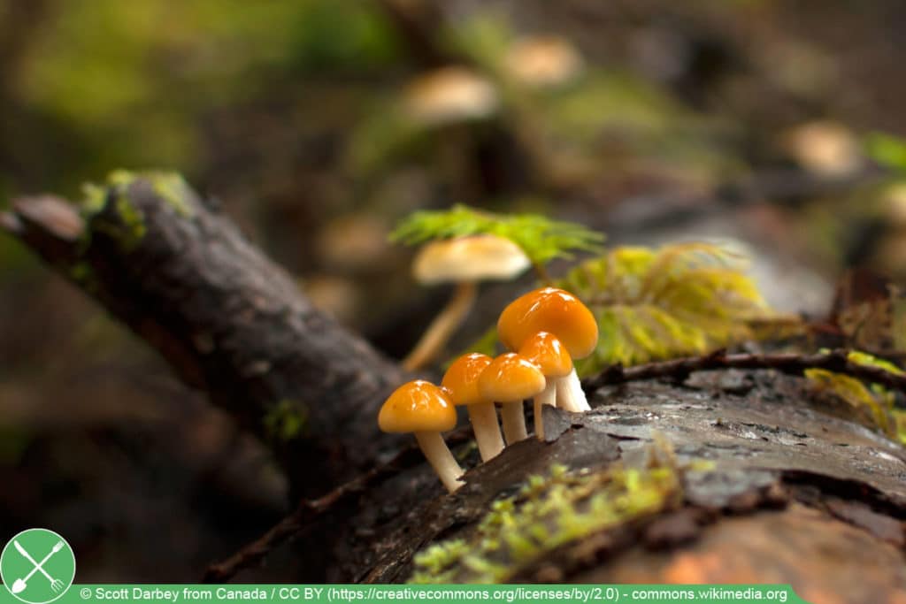 Rauchblättriger Schwefelkopf - Hypholoma capnoides