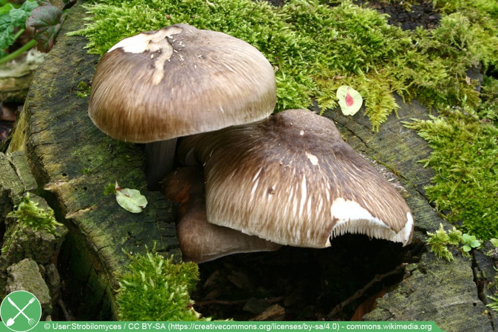 Rehbrauner Dachpilz - Pluteus cervinus