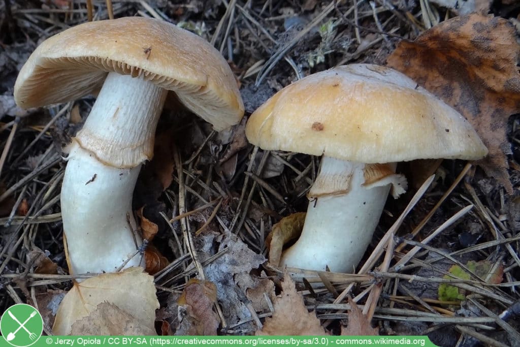 Reifpilz - Cortinarius caperatus - Rozites caperatus  - Rozites caperata)