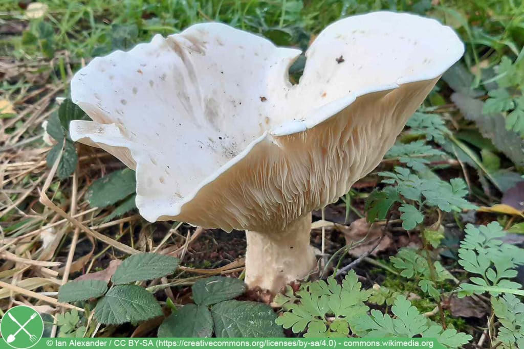 Riesenkrempentrichterling - Leucopaxillus giganteus - Aspropaxillus giganteus