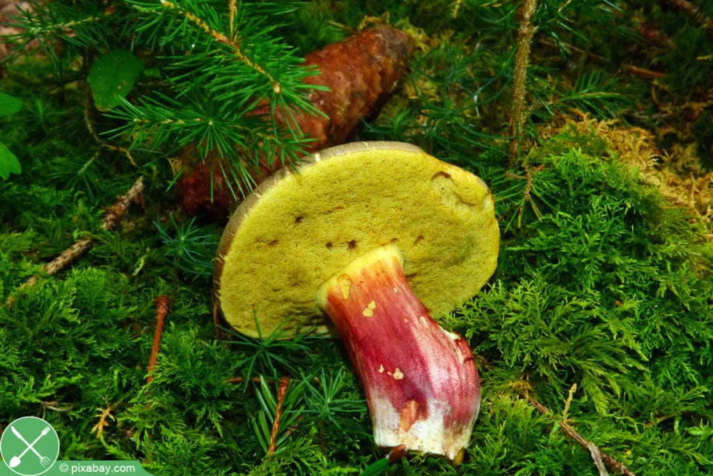 Rotfuß-Röhrling - Xerocomellus chrysenteron - Boletus chrysenteron - Xerocomus chrysenteron