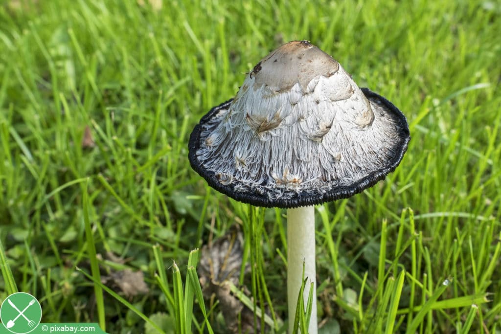 Schopf-Tintling - Coprinus comatus