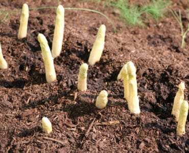 Spargel - Asparagus officinalis