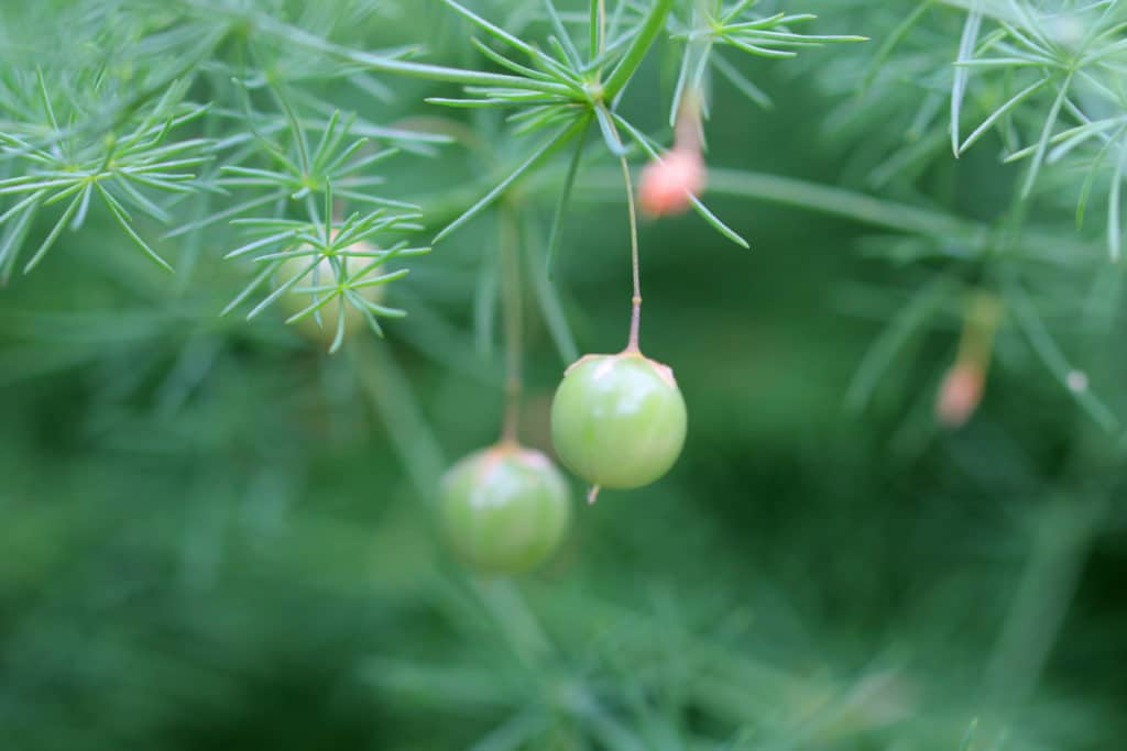 Spargel - Asparagus officinalis