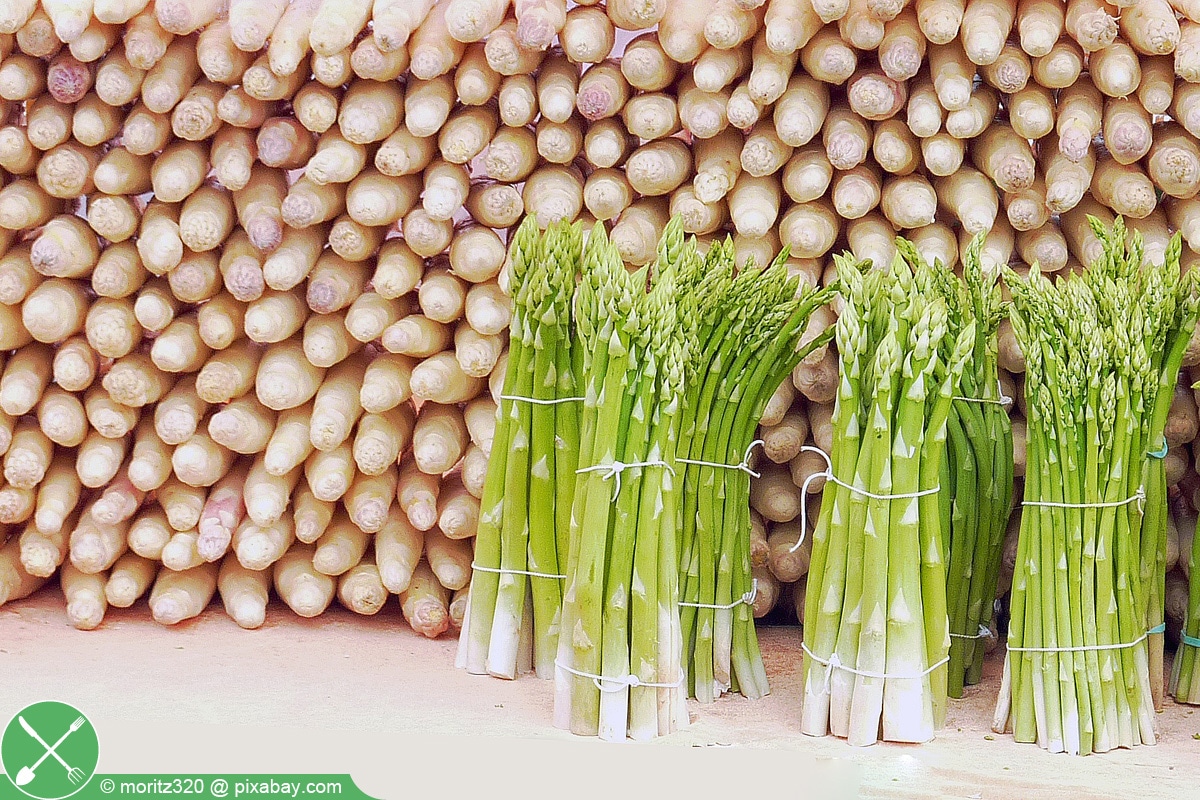 Spargel selbst anbauen Anleitung & Pflege