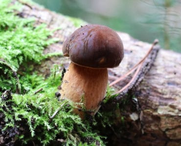 Speisepilz