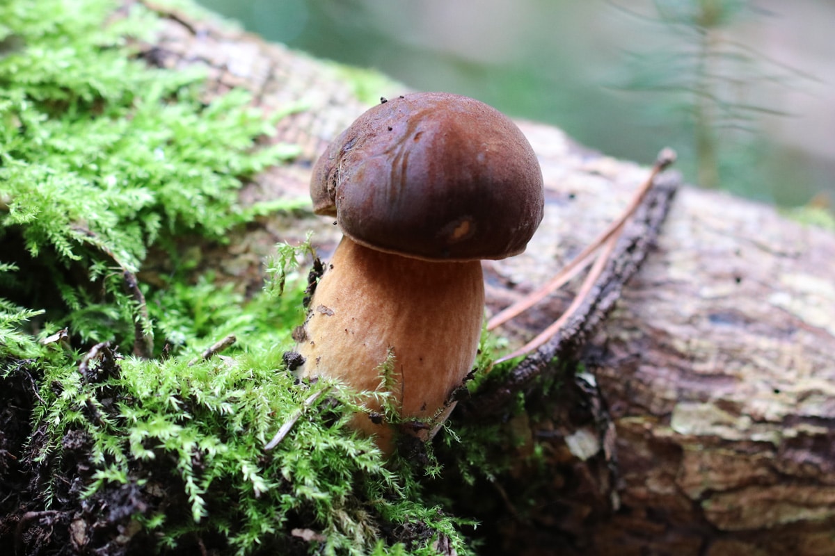 Essbare Pilze sammeln 30 heimische Speisepilze