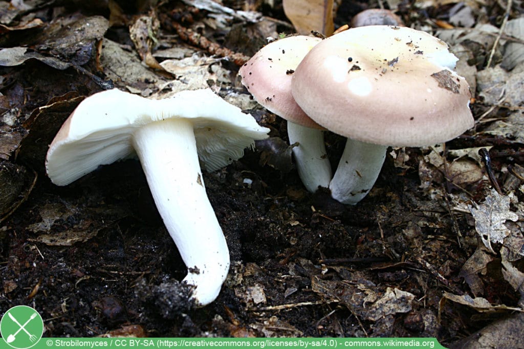 Speisetäubling - Russula vesca