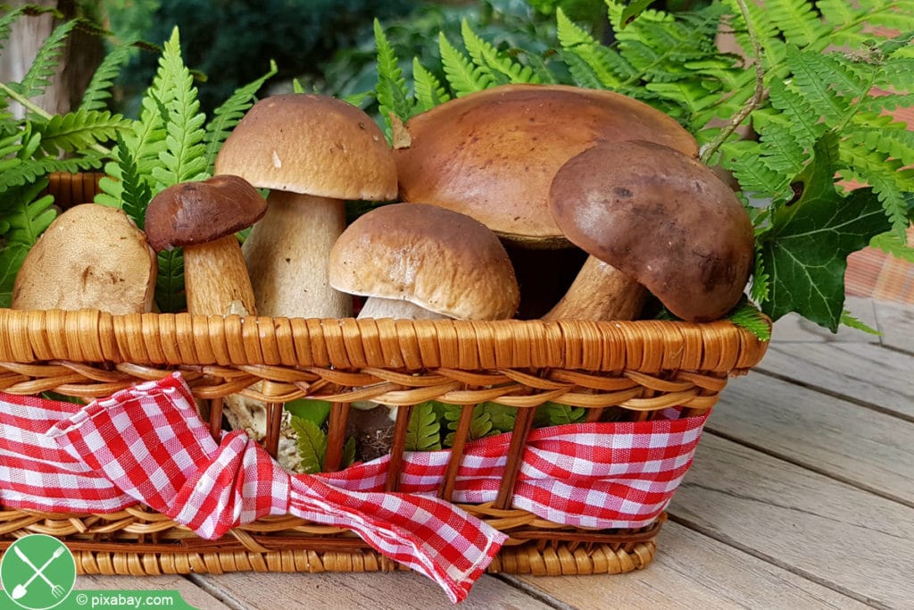 Steinpilz - Boletus edulis