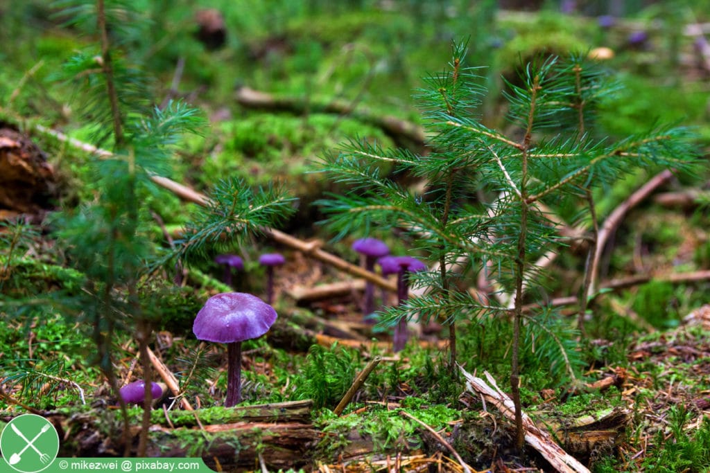 Violetter Lacktrichterling - Laccaria amethystea