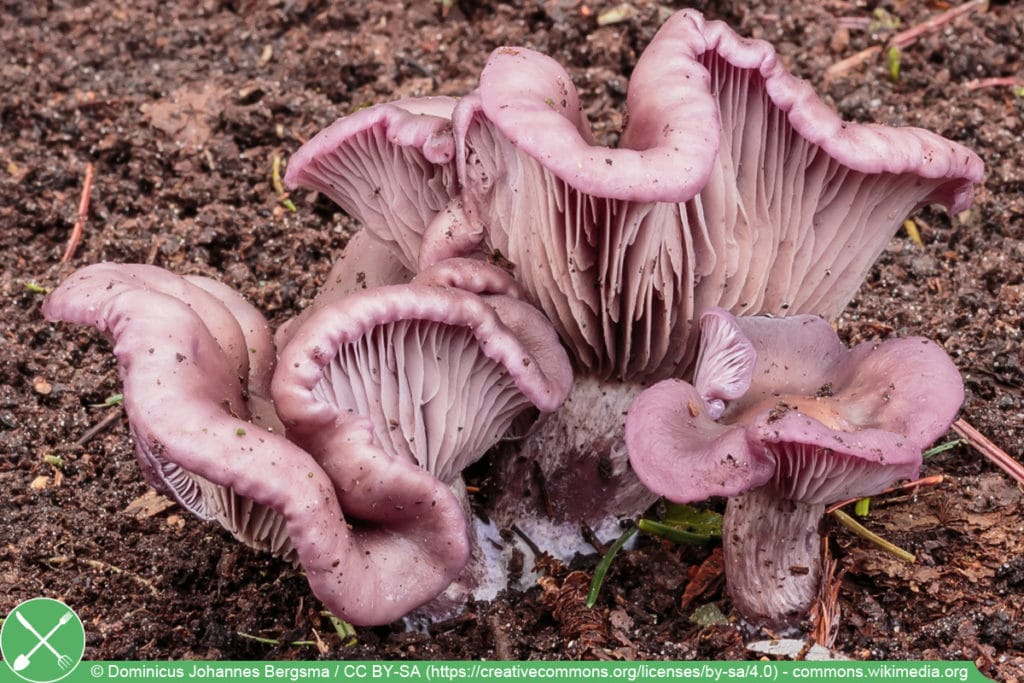 Violetter Rötelritterling - Lepista nuda - Clitocybe nuda