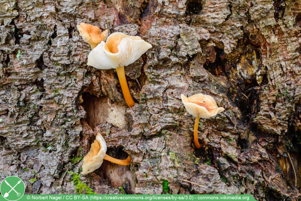 Waldfreundrübling - Collybia dryophila