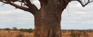 Affenbrotbaum - Adansonia