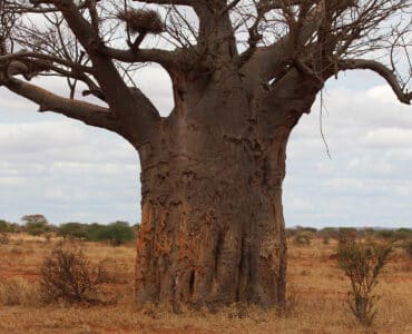 Affenbrotbaum - Adansonia