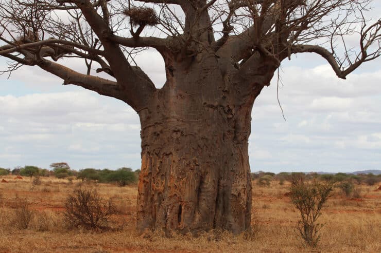 Affenbrotbaum - Adansonia