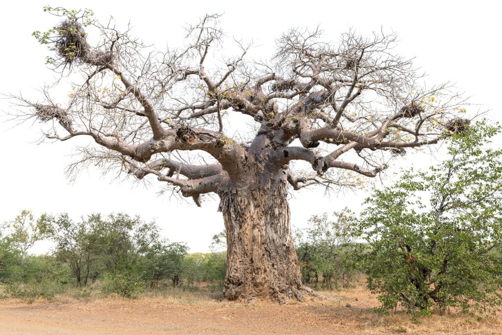 Affenbrotbaum - Adansonia