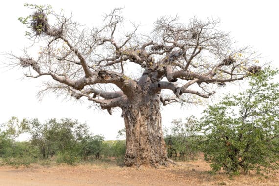 Affenbrotbaum, Adansonia PflegeAnleitung