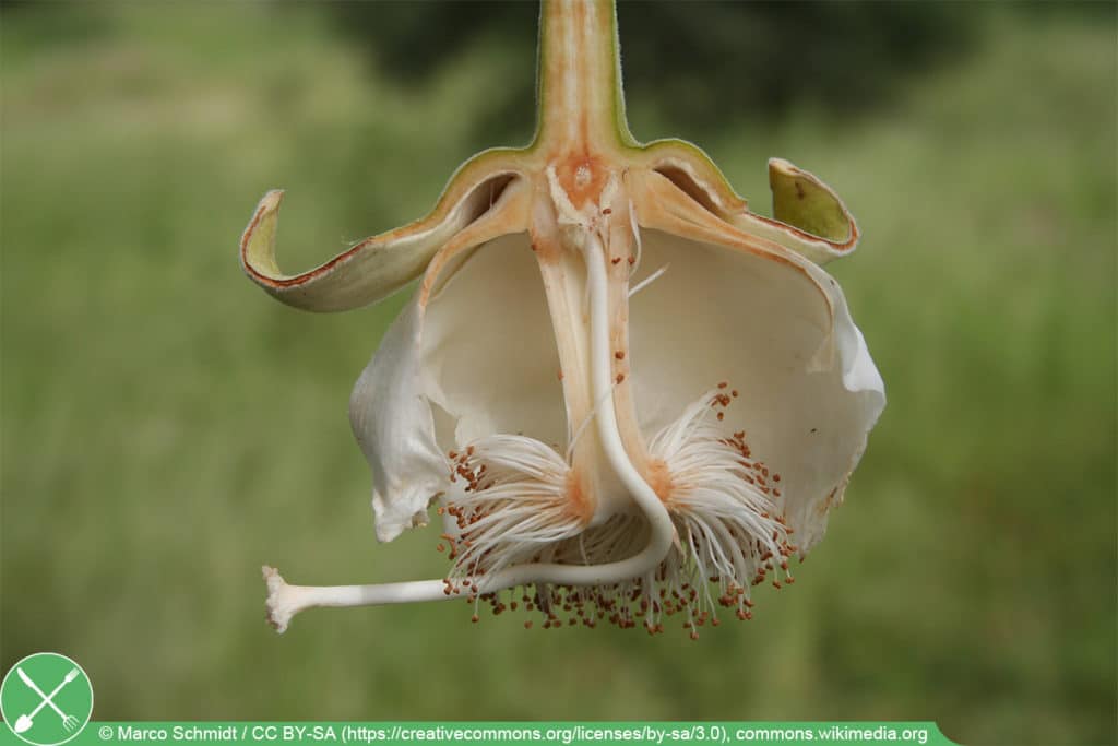 Affenbrotbaum - Blüte - Adansonia