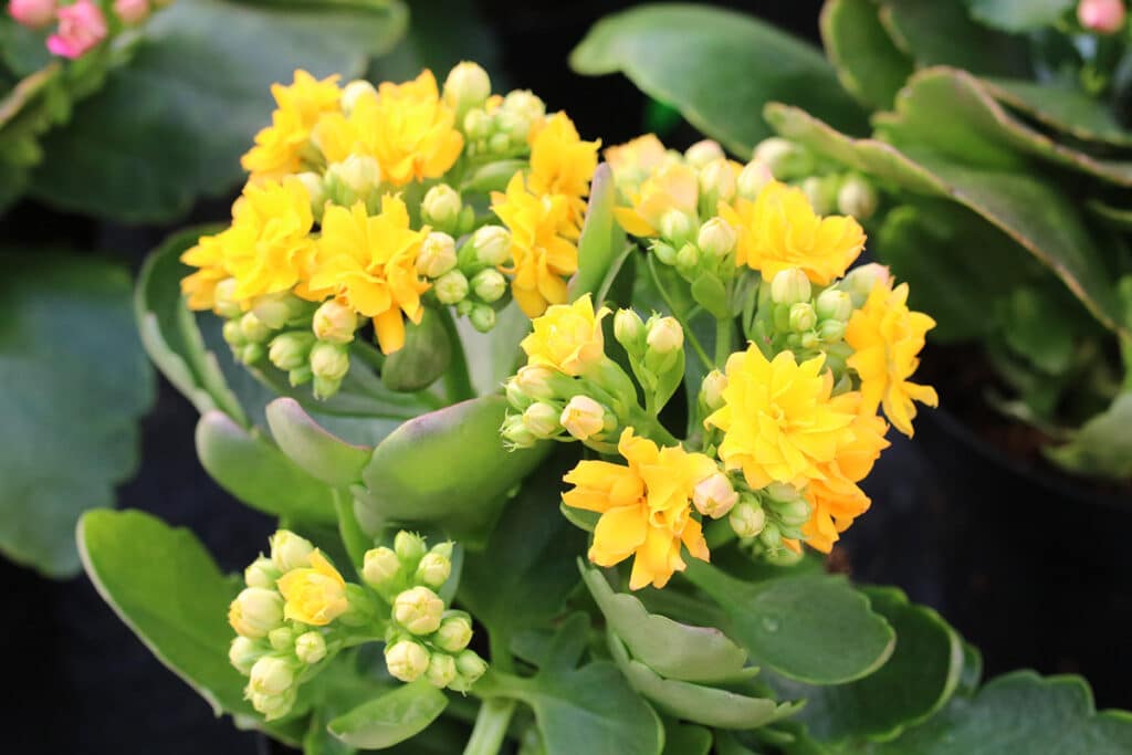 Flammendes Käthchen - Kalanchoe