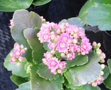 Flammendes Käthchen - Kalanchoe