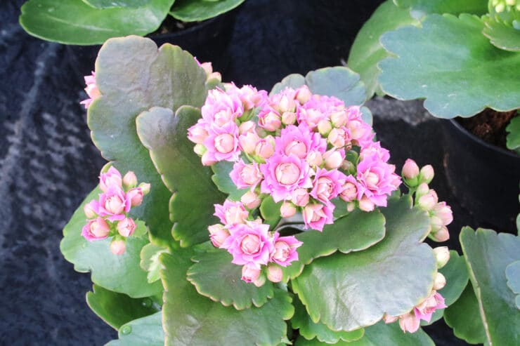 Flammendes Käthchen - Kalanchoe