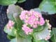 Flammendes Käthchen - Kalanchoe