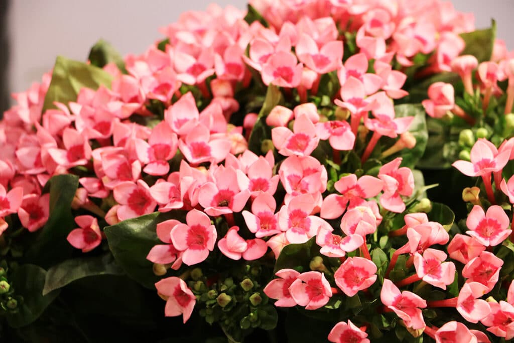 Flammendes Käthchen - Kalanchoe