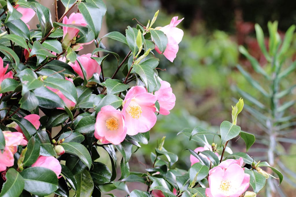 Kamelie (Camellia japonica) - Strauch