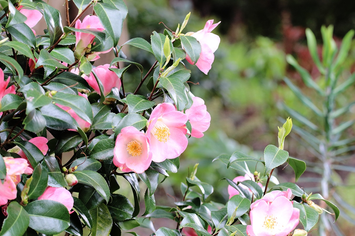 Kamelien, Camellia japonica PflegeAnleitung