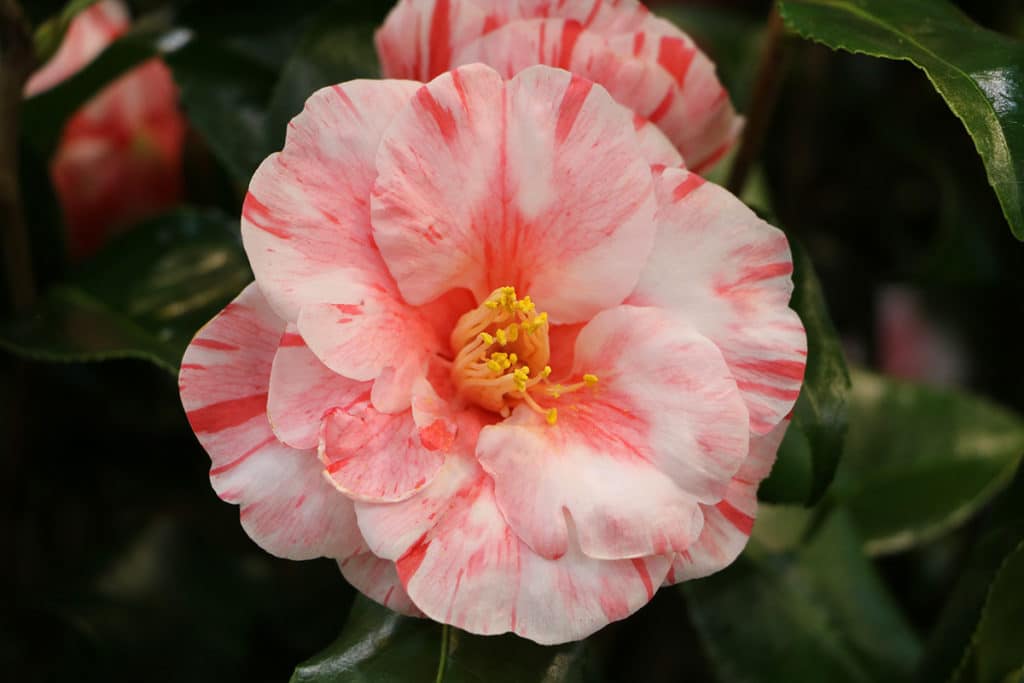 Kamelie (Camellia japonica) - Blüte