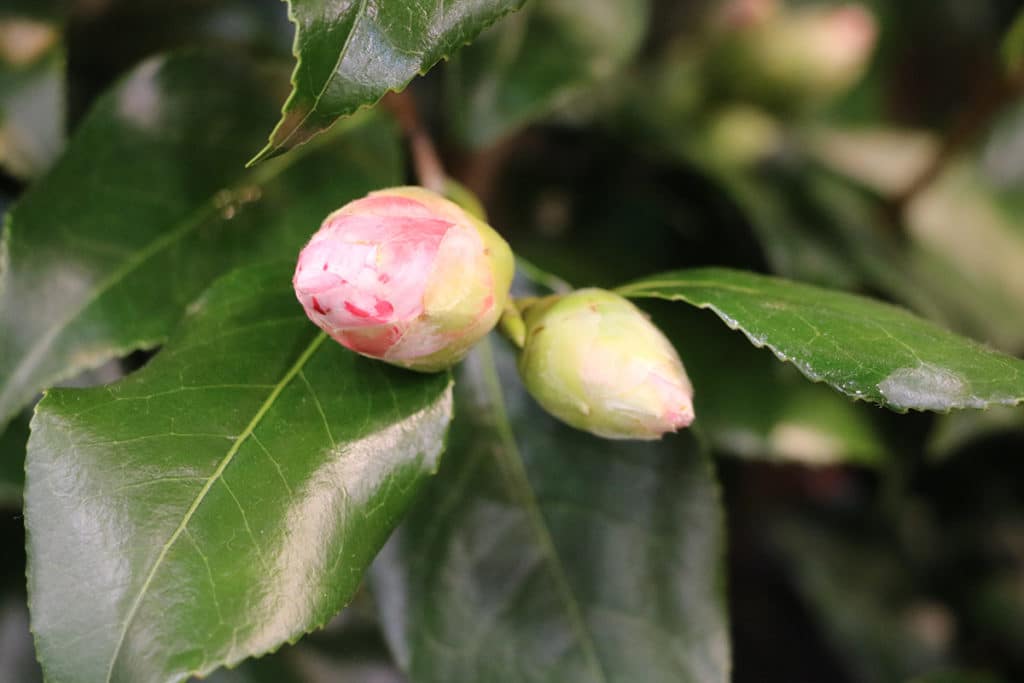 Kamelie (Camellia japonica) - Knospe