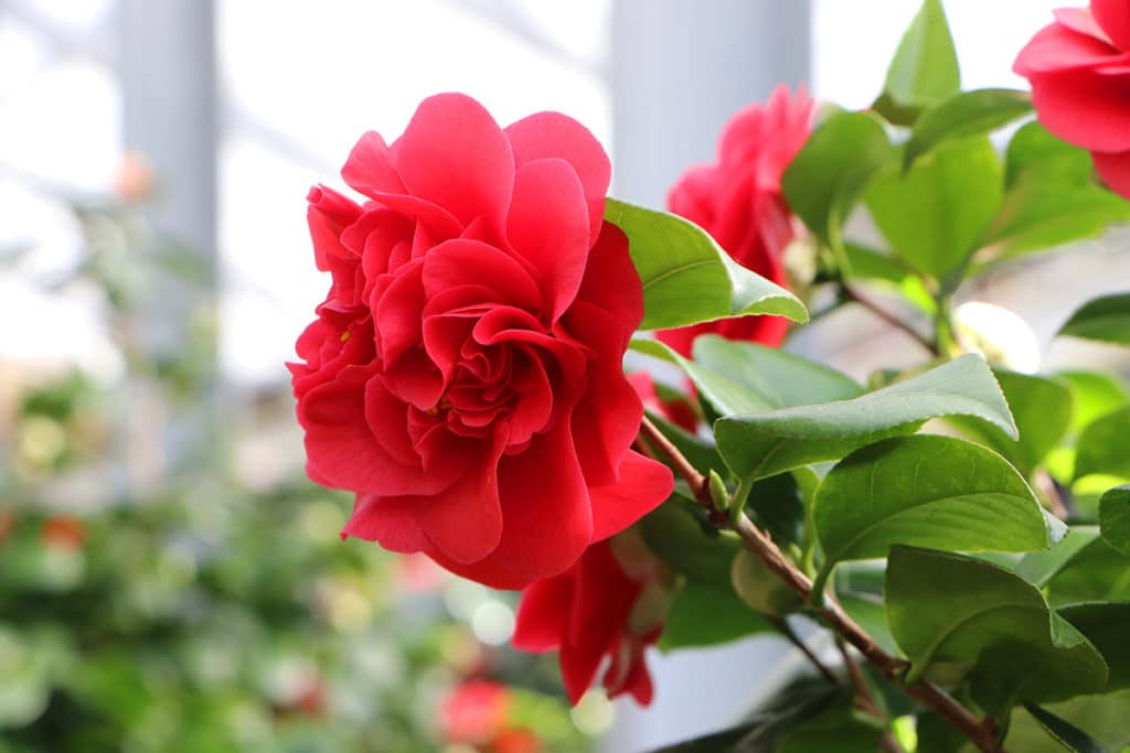 Kamelie (Camellia japonica) - rote Blüte