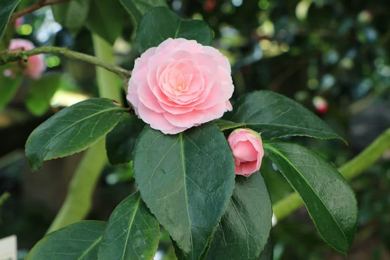 Kamelien, Camellia japonica PflegeAnleitung
