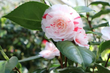 Kamelie (Camellia japonica): Blüte weiß mit rot