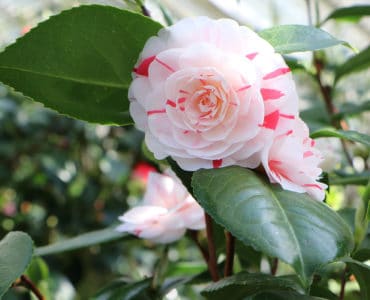 Kamelie (Camellia japonica): Blüte weiß mit rot