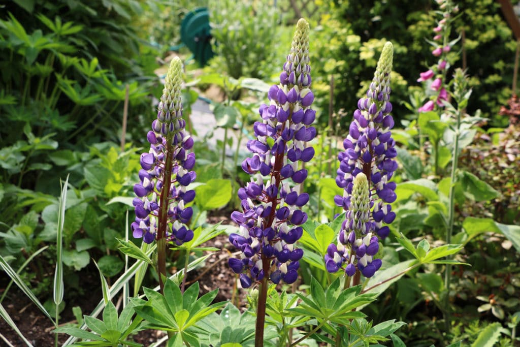 Lupine - Lupinus