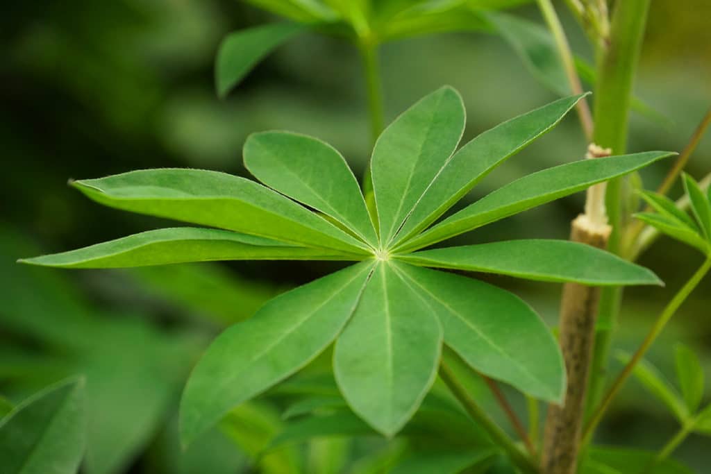 Lupine - Lupinus