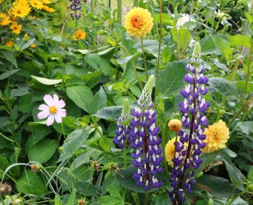 Lupine - Lupinus